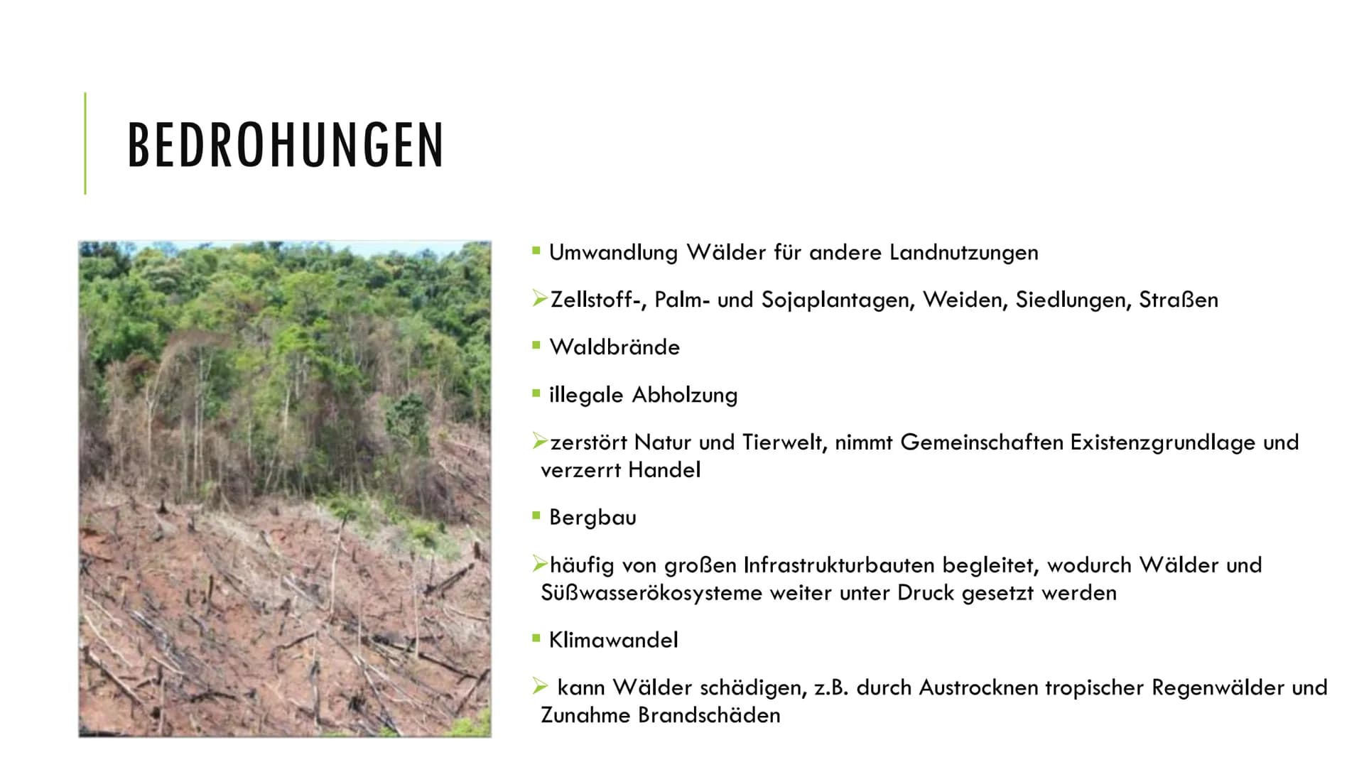 1. Grundlagen
Definition:
Ökosystem: Beziehungsgefüge zwischen Biotop und Biozönose
Wald: Biotop →→→ Lebensraum für Lebewesen
Wichtigkeit:
2