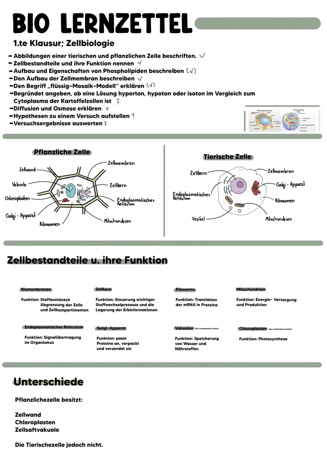 BIO LERNZETTEL
1.te Klausur; Zellbiologie
- Abbildungen einer tierischen und pflanzlichen Zelle beschriften. ✓
- Zellbestandteile und ihre F