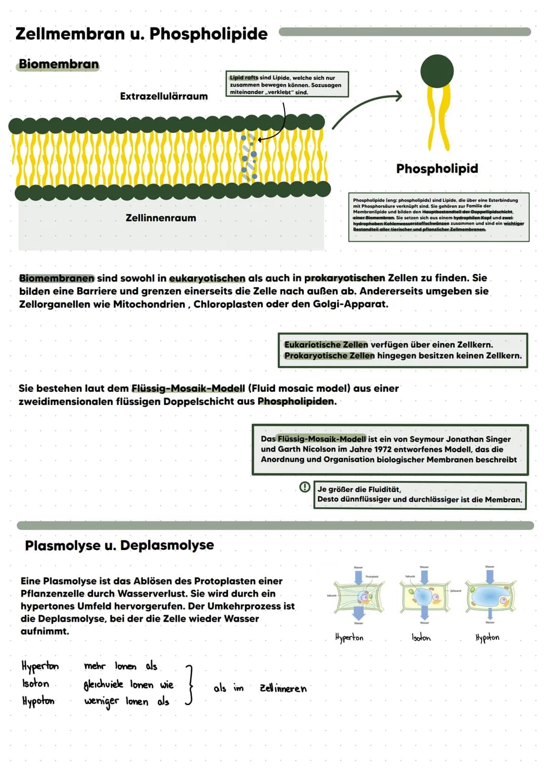 BIO LERNZETTEL
1.te Klausur; Zellbiologie
- Abbildungen einer tierischen und pflanzlichen Zelle beschriften. ✓
- Zellbestandteile und ihre F