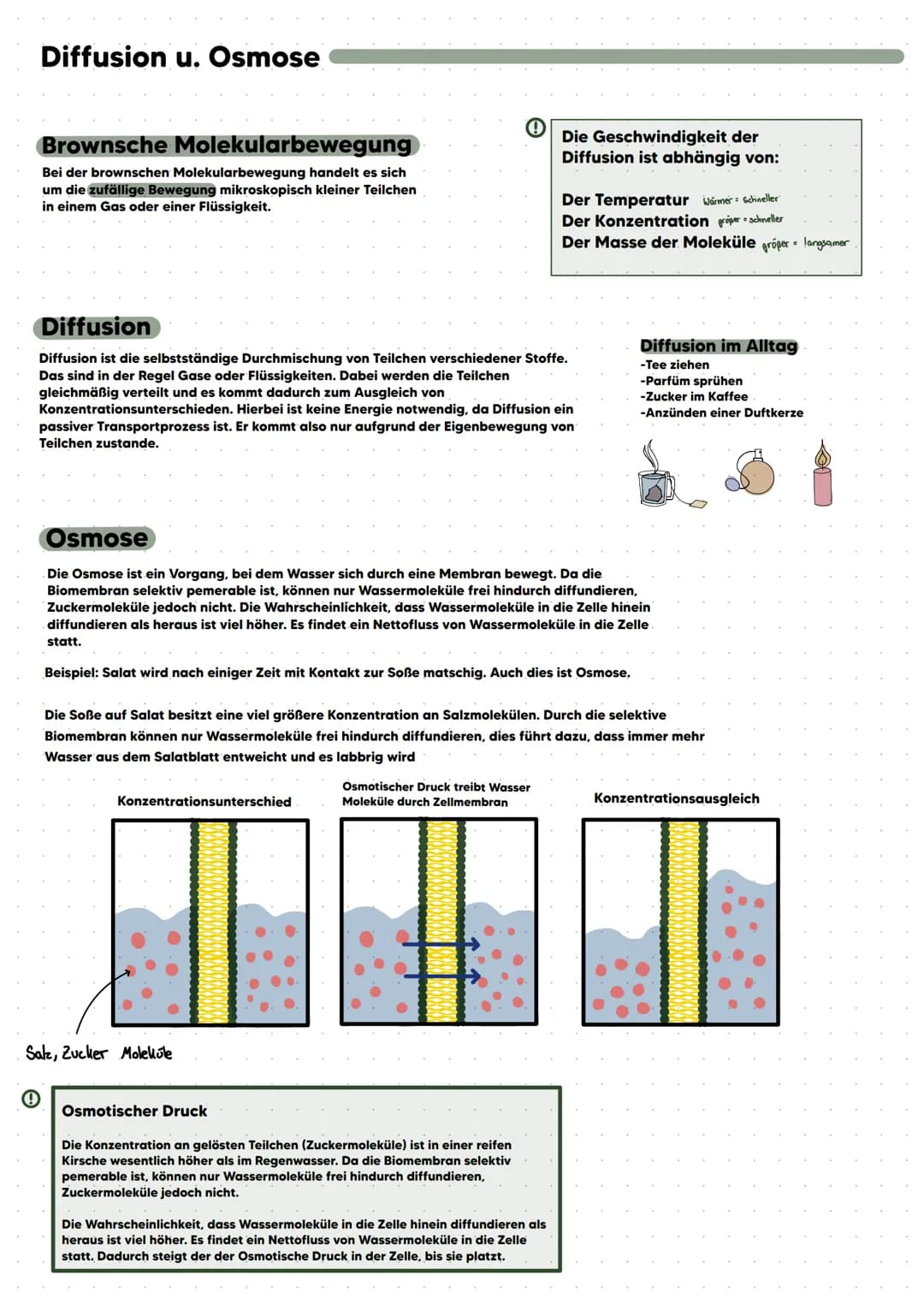 BIO LERNZETTEL
1.te Klausur; Zellbiologie
- Abbildungen einer tierischen und pflanzlichen Zelle beschriften. ✓
- Zellbestandteile und ihre F