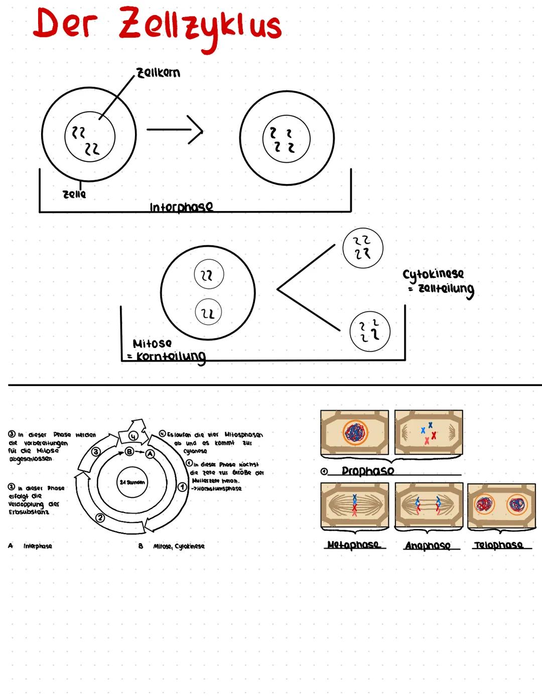 # Biologie

Harum ist eine Maiose notwendig ?
-> Die Halose ist notwendig, da dadurch eine verdopplung des Chromosomensatz verhindert
Hird i