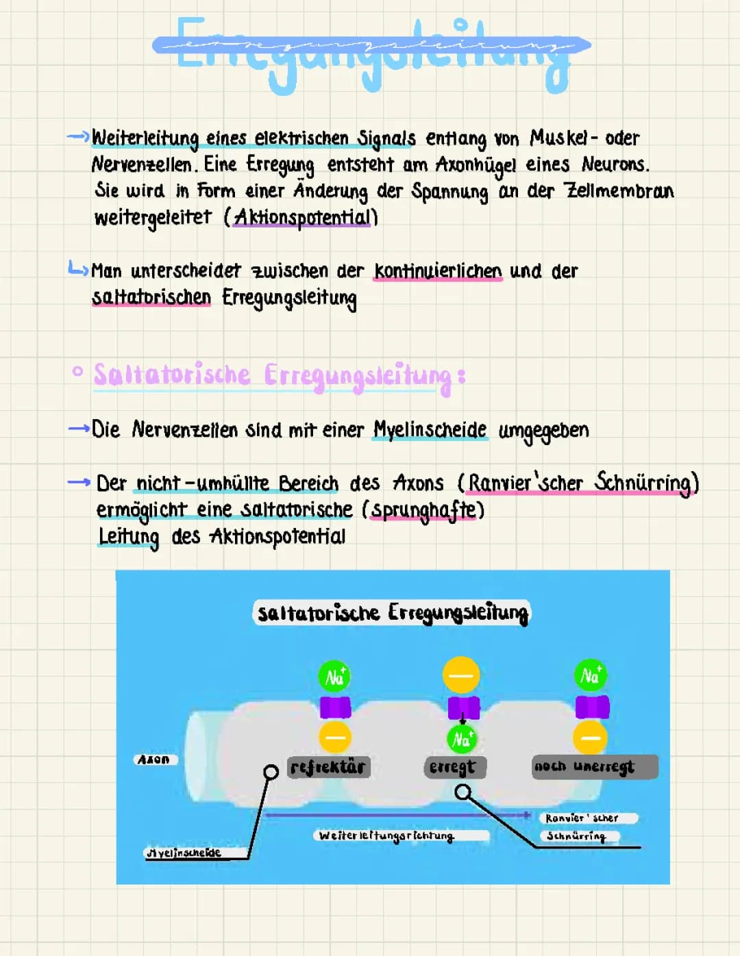 Erregungsleitung