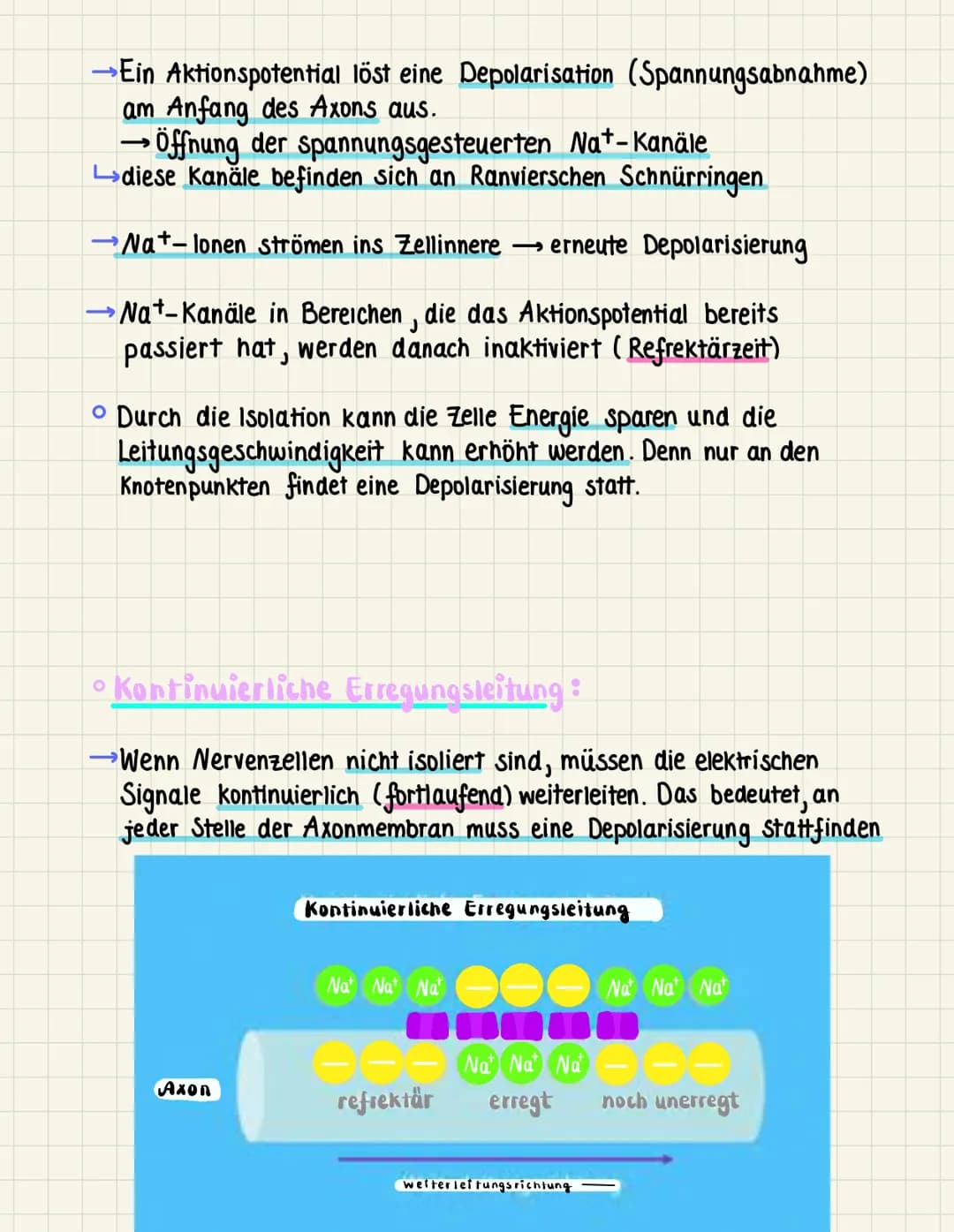 Erregangsteiting
→ Weiterleitung eines elektrischen Signals entlang von Muskel- oder
Nervenzellen. Eine Erregung entsteht am Axonhügel eines