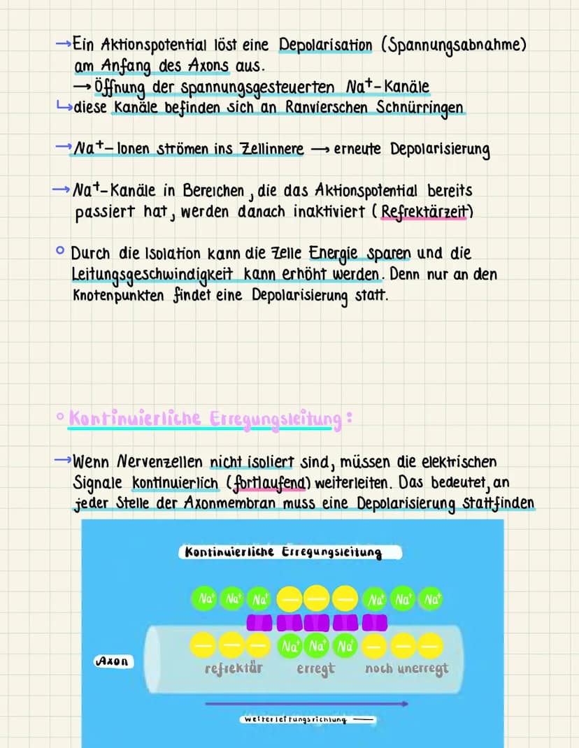Erregangsteiting
→ Weiterleitung eines elektrischen Signals entlang von Muskel- oder
Nervenzellen. Eine Erregung entsteht am Axonhügel eines