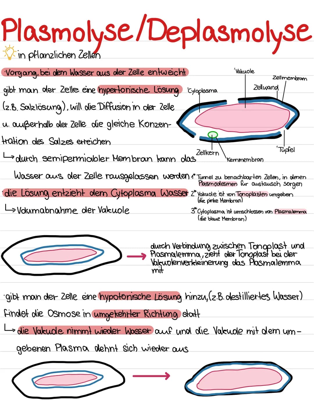 Plasmolyse/Deplasmolyse
in pflanzlichen Zellen
Vorgang, bei dem Wasser aus der Zelle entweicht
gibt man der Zelle eine hypertonische Lösung 