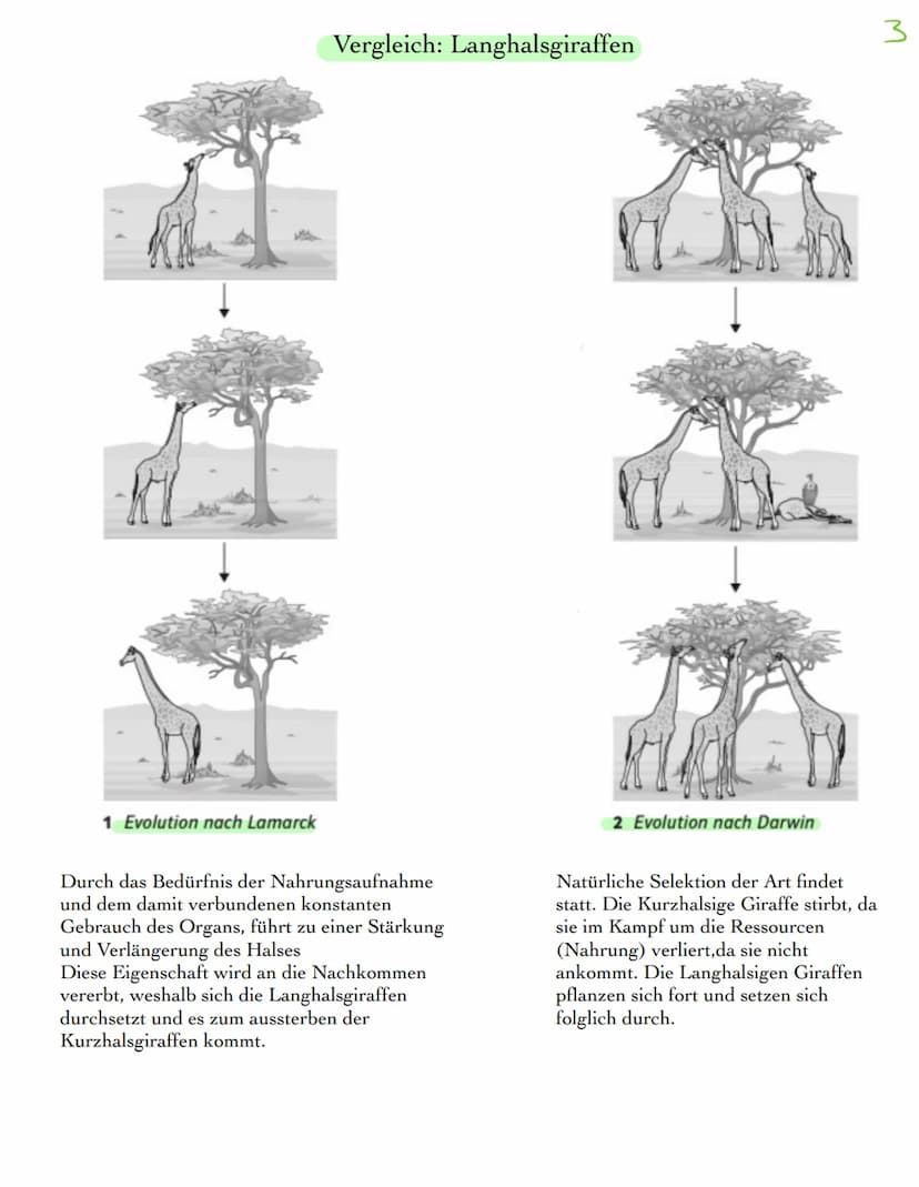 Definition: Ausrollen, entwickeln, ablaufen
Evolutionstheorie:
Alle ausgestorbenen Lebewesen sind miteinander verwandt, stammen
von einem fr
