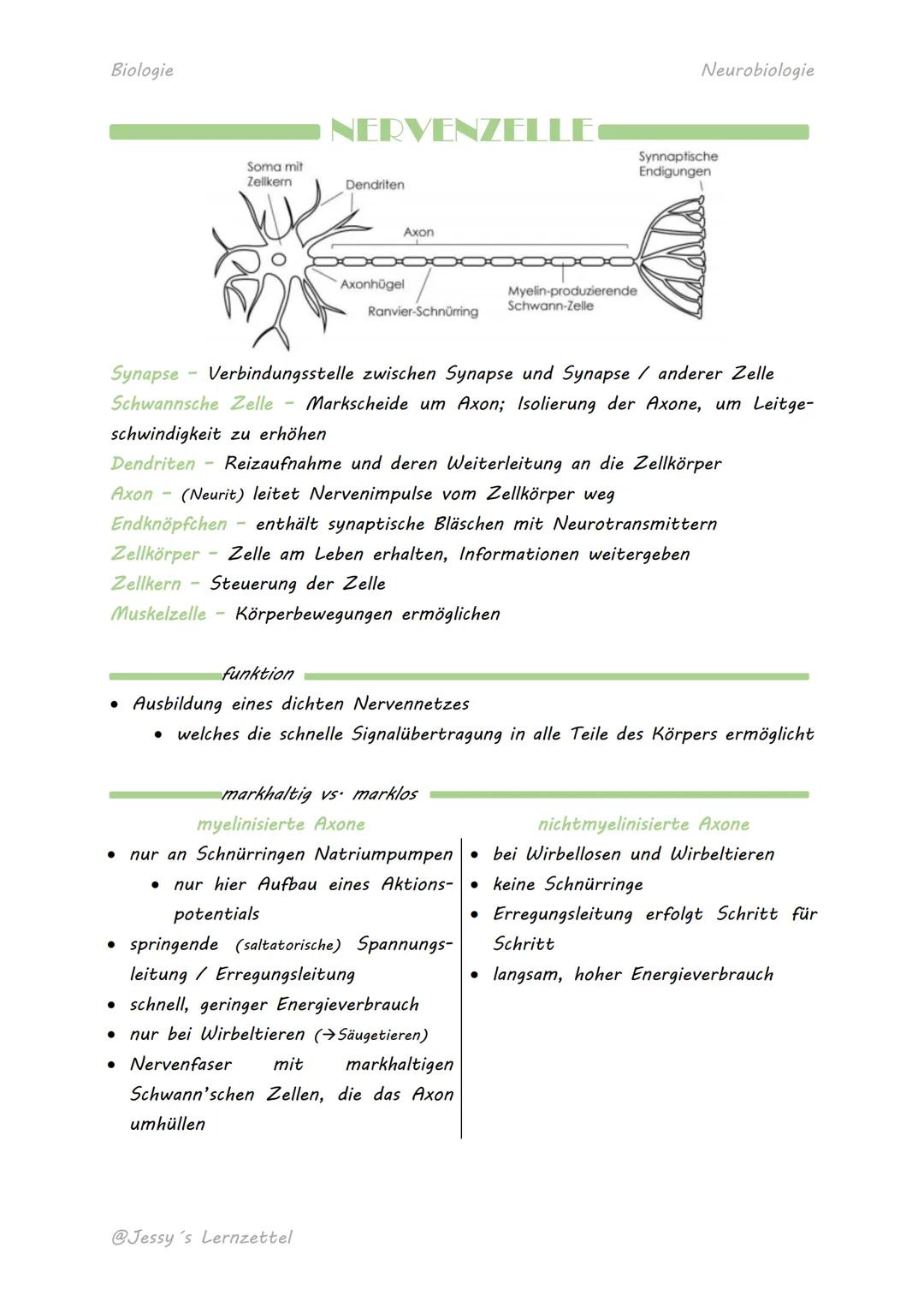 Biologie

# NERVENZELLE

Soma mit
Zellkern
Dendriten
Axon

Axonhügel
Myelin-produzierende
Neurobiologie
Synnaptische
Endigungen
Schwann-Zell