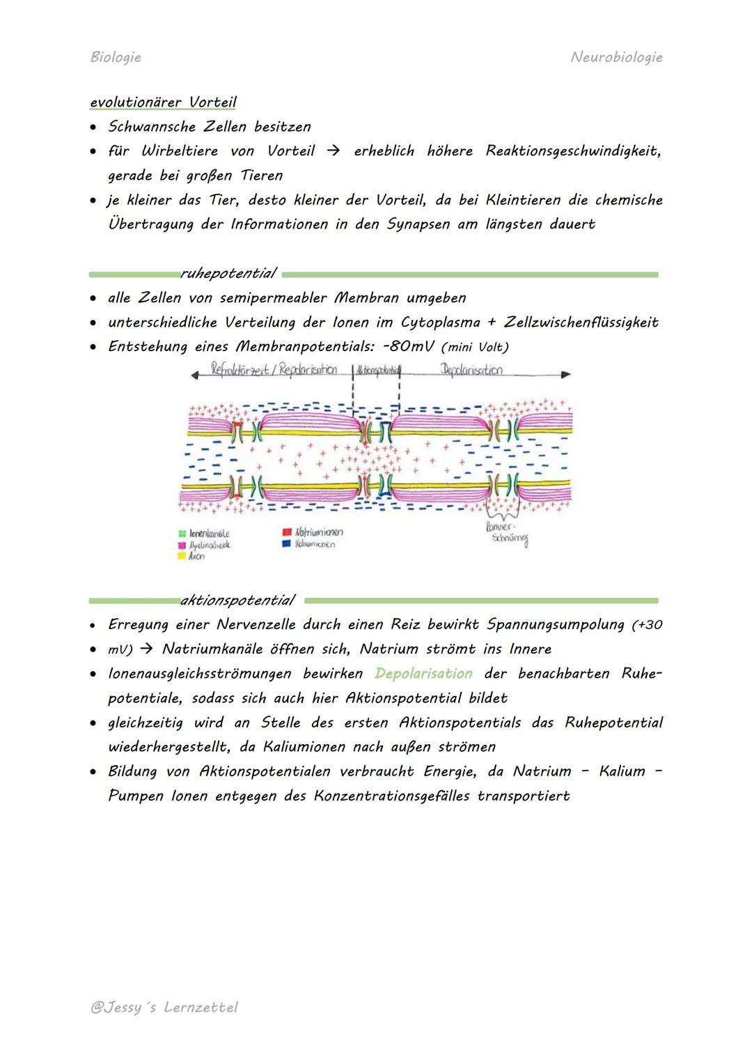 Biologie

# NERVENZELLE

Soma mit
Zellkern
Dendriten
Axon

Axonhügel
Myelin-produzierende
Neurobiologie
Synnaptische
Endigungen
Schwann-Zell