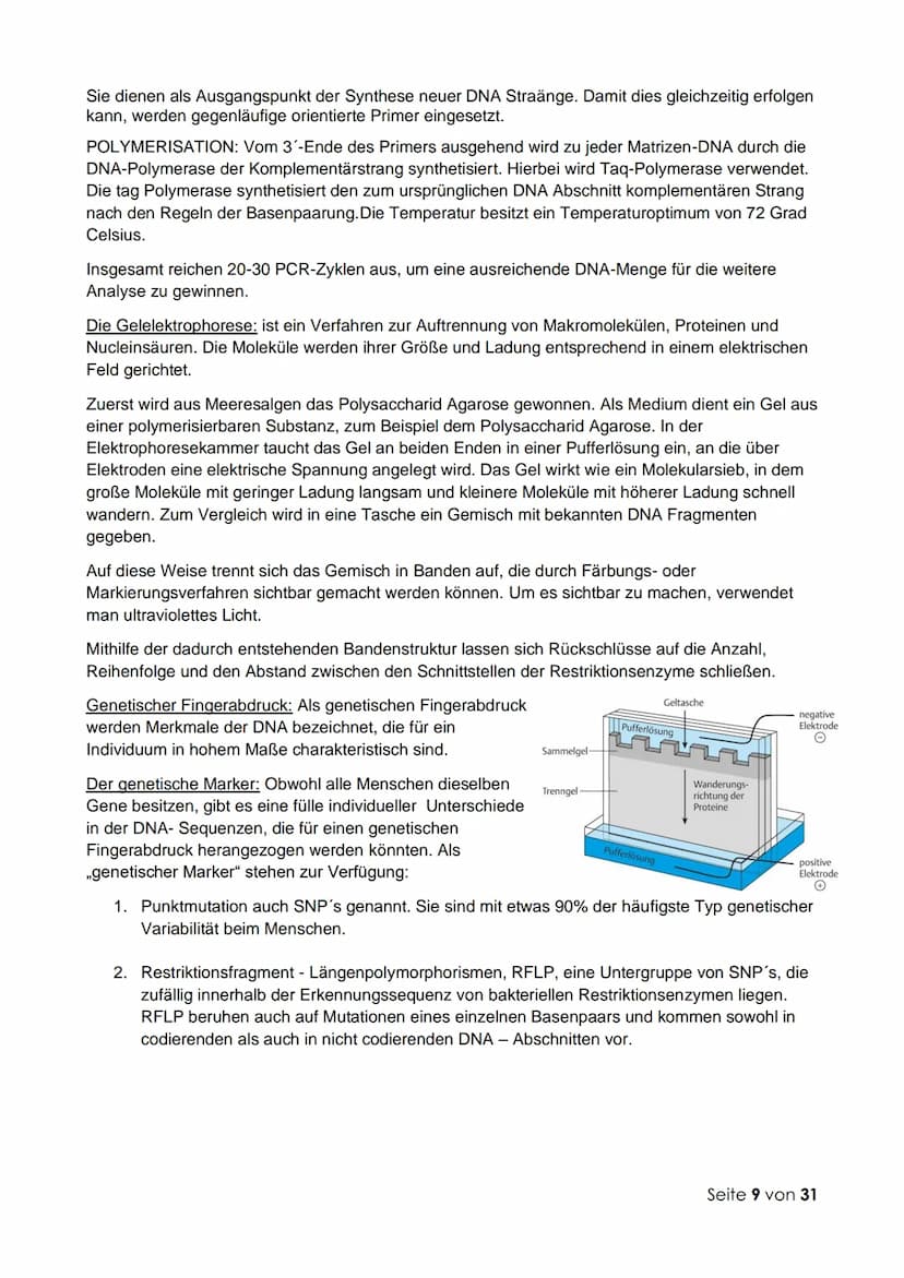 Thema 1: Molekulargenetik und Gentechnik
Fachbegriffe zur Genetik:
Genetik: Wissenschaft (Lehre) von der Vererbung
Vererbung: Auftreten glei