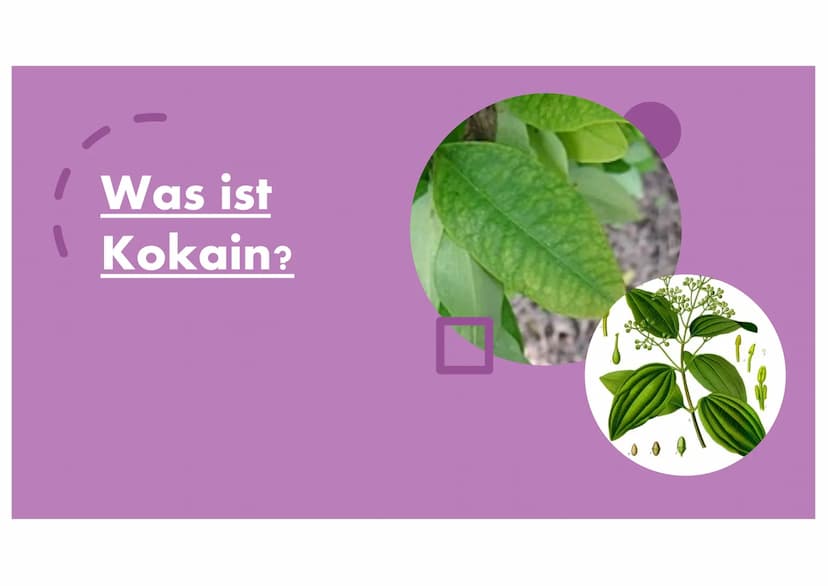 Kokain Gliederung
Was ist Kokain?
Geschichte von Kokain
Anbau & Verarbeitung
Welche Auswirkungen/Wirkungen hat Kokain auf
den Menschen
Droge