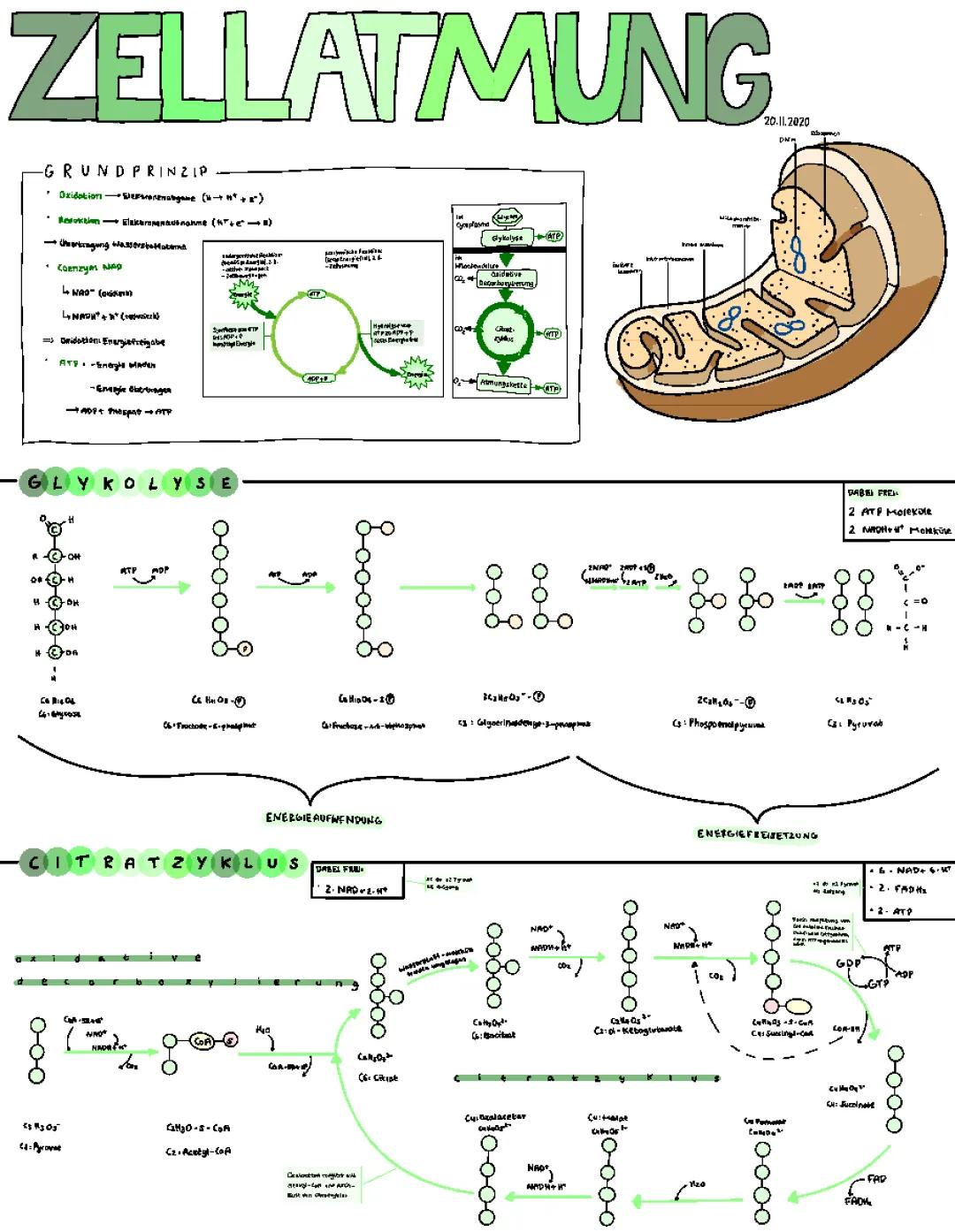 Zellatmung für Kinder: ATP, Mitochondrien und die Atmungskette einfach erklärt