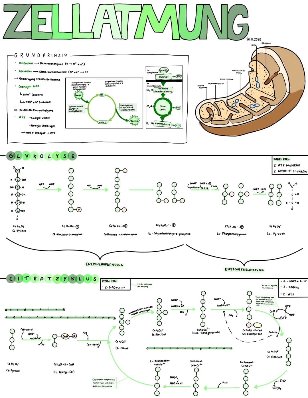 ZELLATMUNG
GRUNDPRINZIP
• Oxidation - Elektronenabgabe (→ H* + e²)
• Reduktion - Elektronenaufnahme (H²+e² H)
→Übertragung Wasserstoffatome
