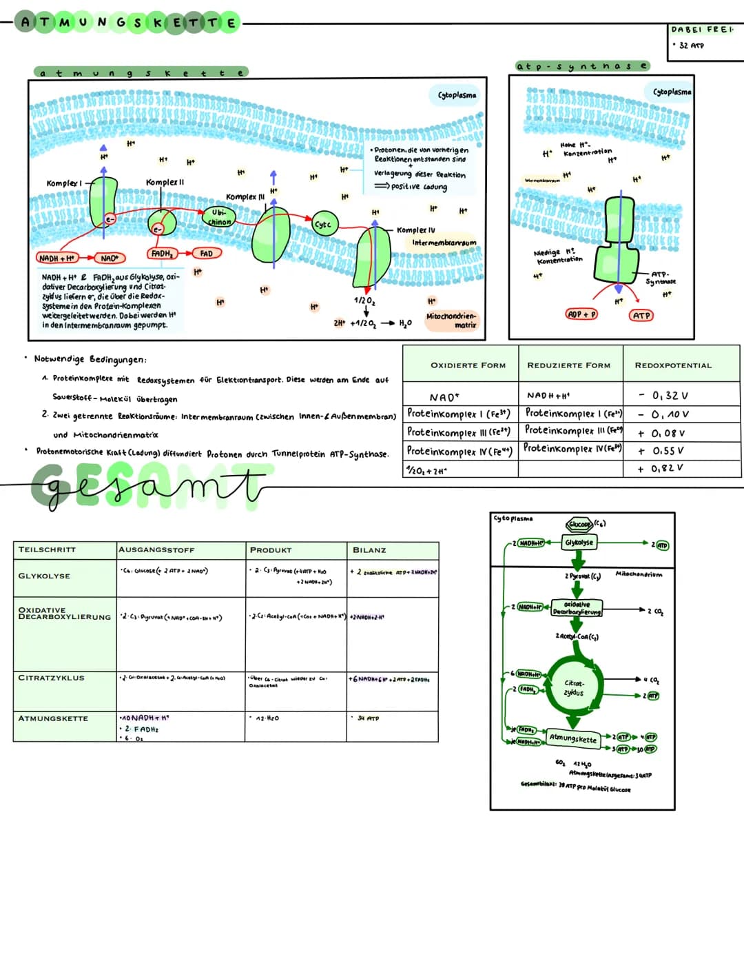 ZELLATMUNG
GRUNDPRINZIP
• Oxidation - Elektronenabgabe (→ H* + e²)
• Reduktion - Elektronenaufnahme (H²+e² H)
→Übertragung Wasserstoffatome
