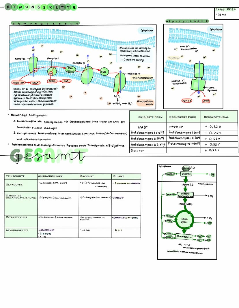 ZELLATMUNG
GRUNDPRINZIP
• Oxidation - Elektronenabgabe (→ H* + e²)
• Reduktion - Elektronenaufnahme (H²+e² H)
→Übertragung Wasserstoffatome
