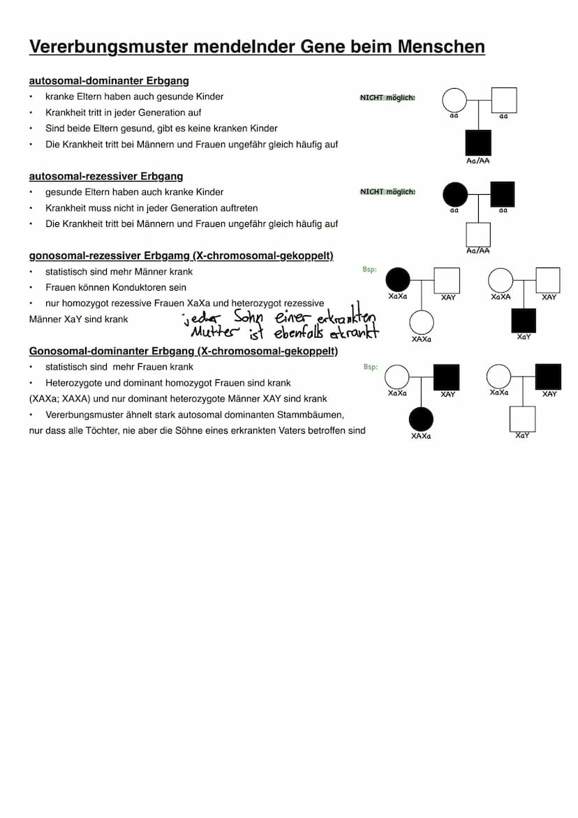 Vererbung/Mendelsche Regeln
Wichtige Begriffe
Allel->ein Gen für dasselbe Merkmal in einem homologen Chromosomenpaar
Homozygot->Organismus m