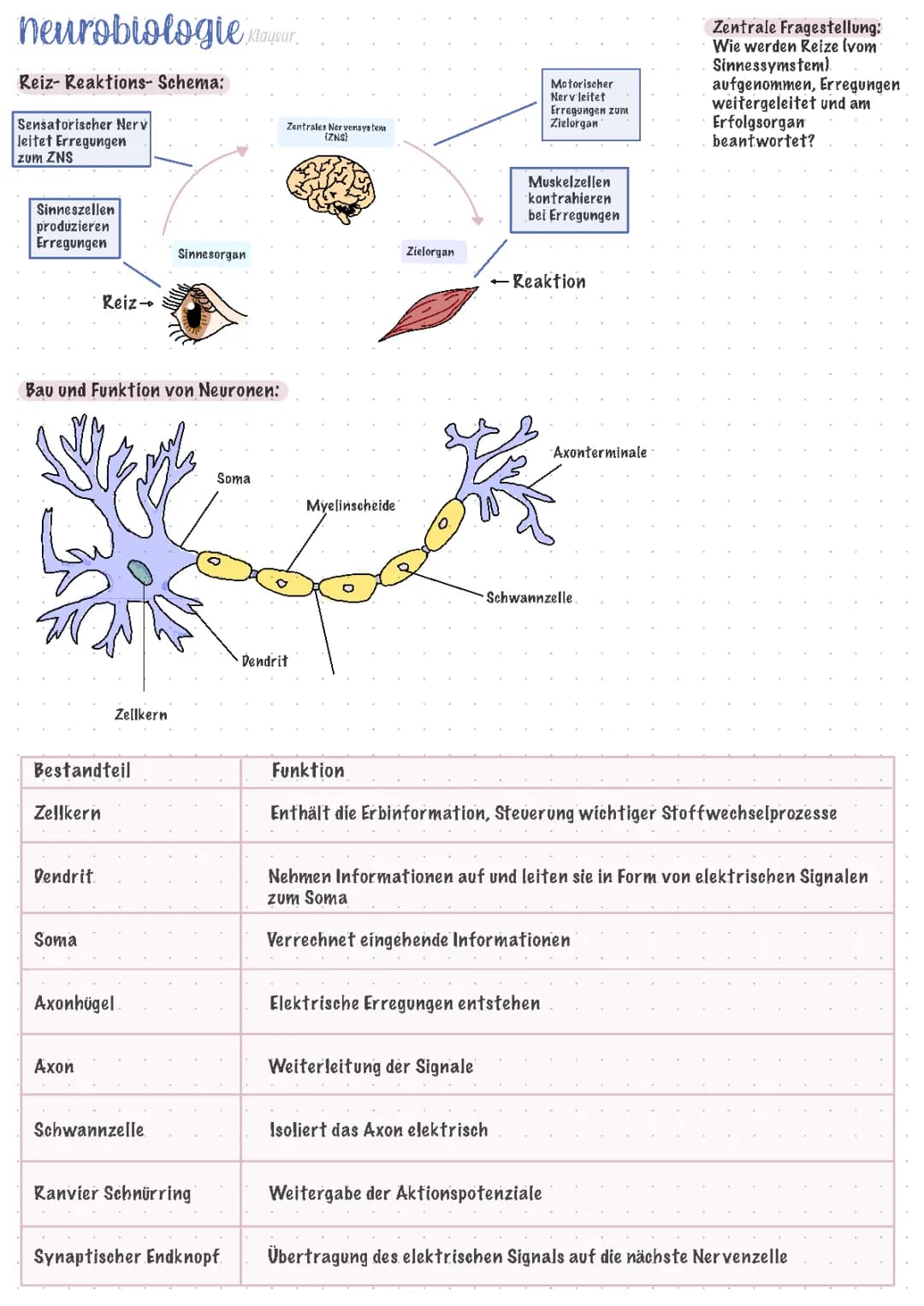 Neurologie- Lernzettel 