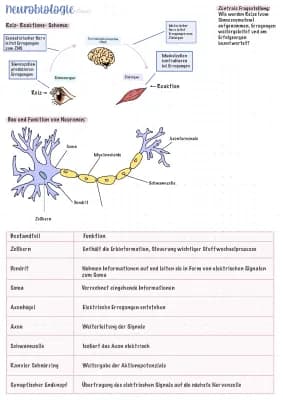 Know Neurologie- Lernzettel  thumbnail