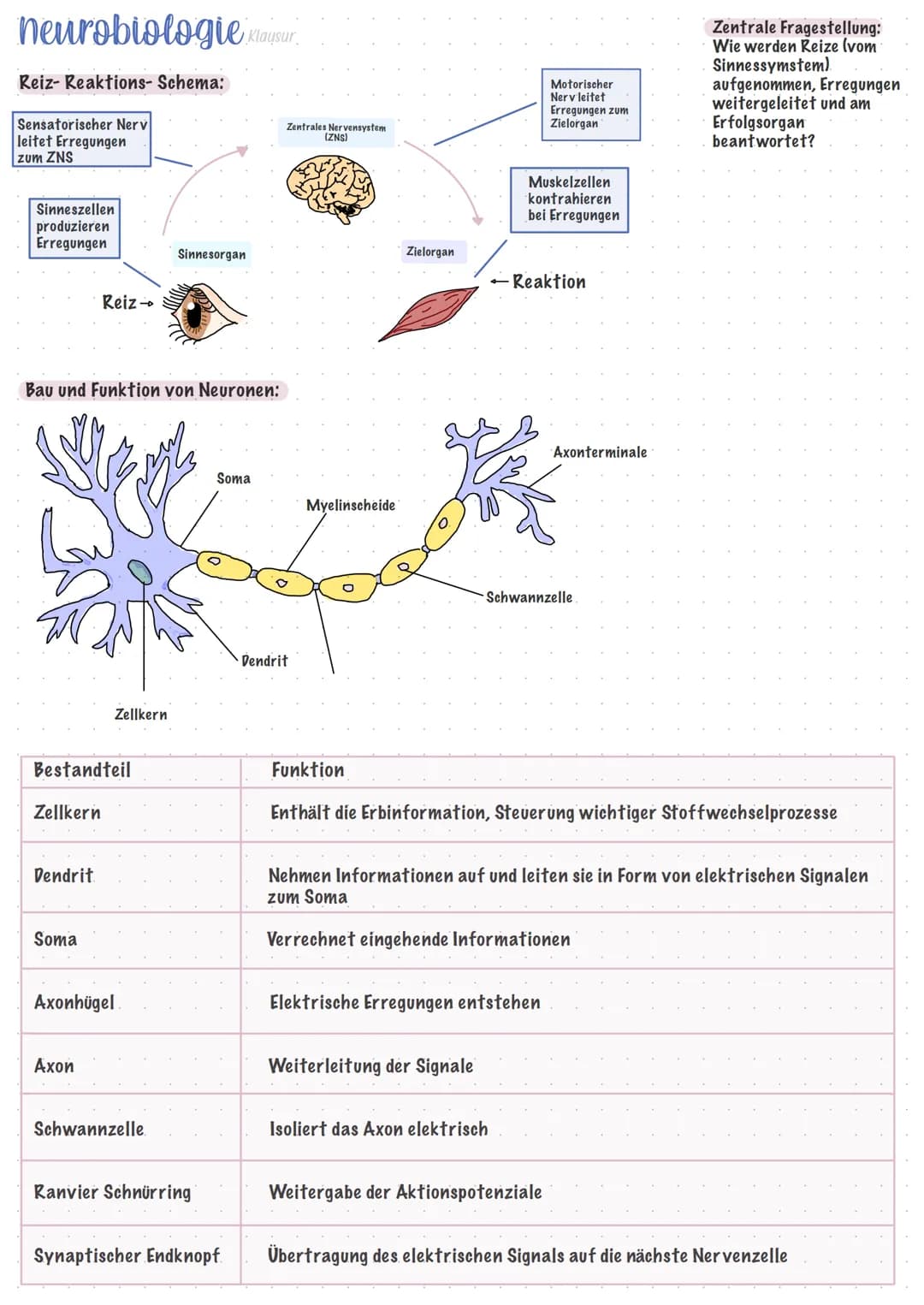 neurobiologie Klayst
Klausur
Reiz-Reaktions- Schema:
Sensatorischer Nerv
leitet Erregungen
zum ZNS
Sinneszellen
produzieren
Erregungen
Bau u