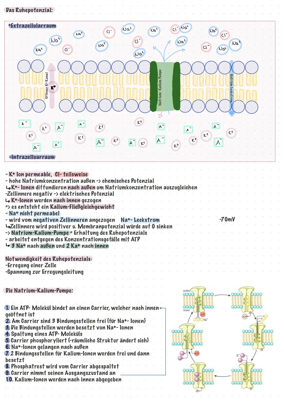 neurobiologie Klayst
Klausur
Reiz-Reaktions- Schema:
Sensatorischer Nerv
leitet Erregungen
zum ZNS
Sinneszellen
produzieren
Erregungen
Bau u