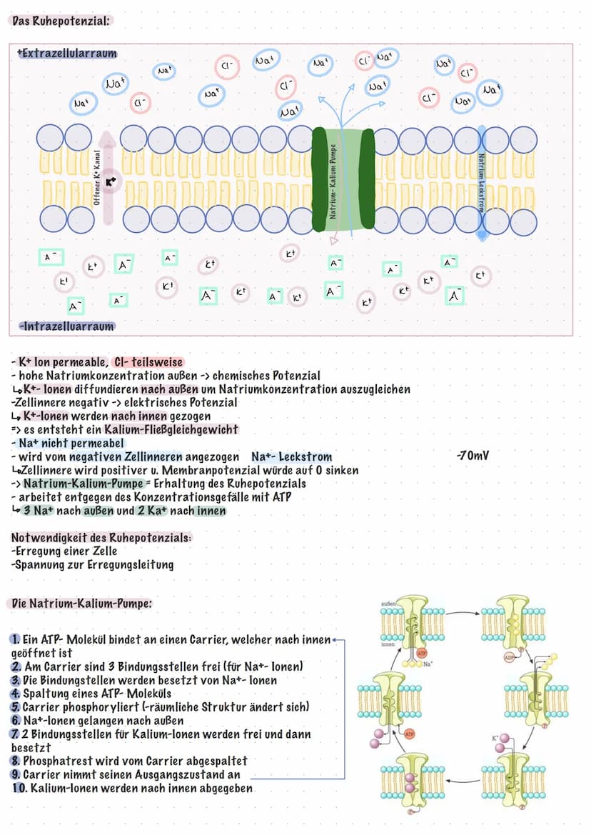 neurobiologie Klayst
Klausur
Reiz-Reaktions- Schema:
Sensatorischer Nerv
leitet Erregungen
zum ZNS
Sinneszellen
produzieren
Erregungen
Bau u