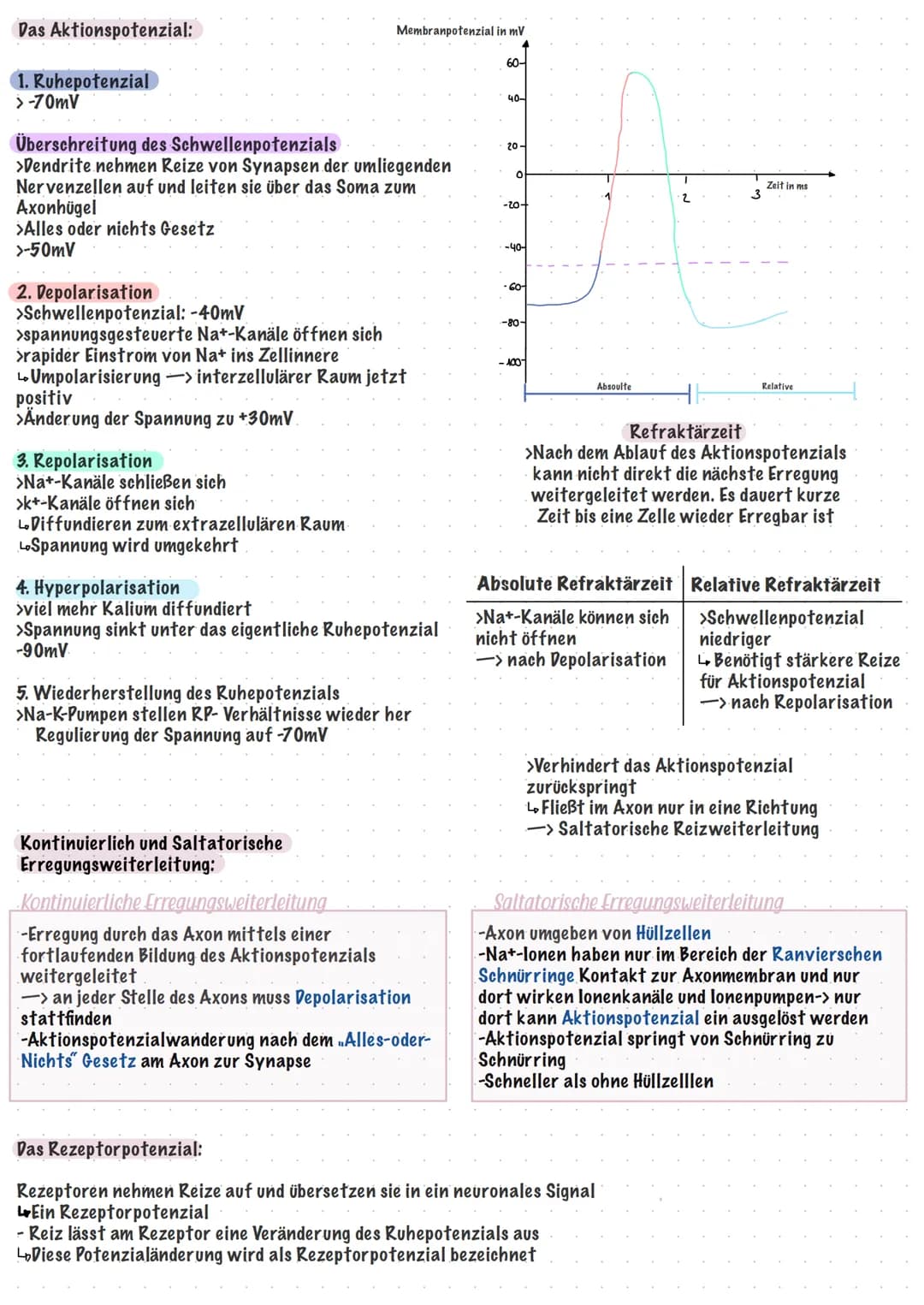 neurobiologie Klayst
Klausur
Reiz-Reaktions- Schema:
Sensatorischer Nerv
leitet Erregungen
zum ZNS
Sinneszellen
produzieren
Erregungen
Bau u