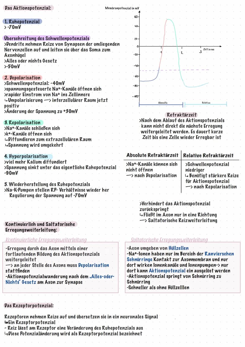 neurobiologie Klayst
Klausur
Reiz-Reaktions- Schema:
Sensatorischer Nerv
leitet Erregungen
zum ZNS
Sinneszellen
produzieren
Erregungen
Bau u