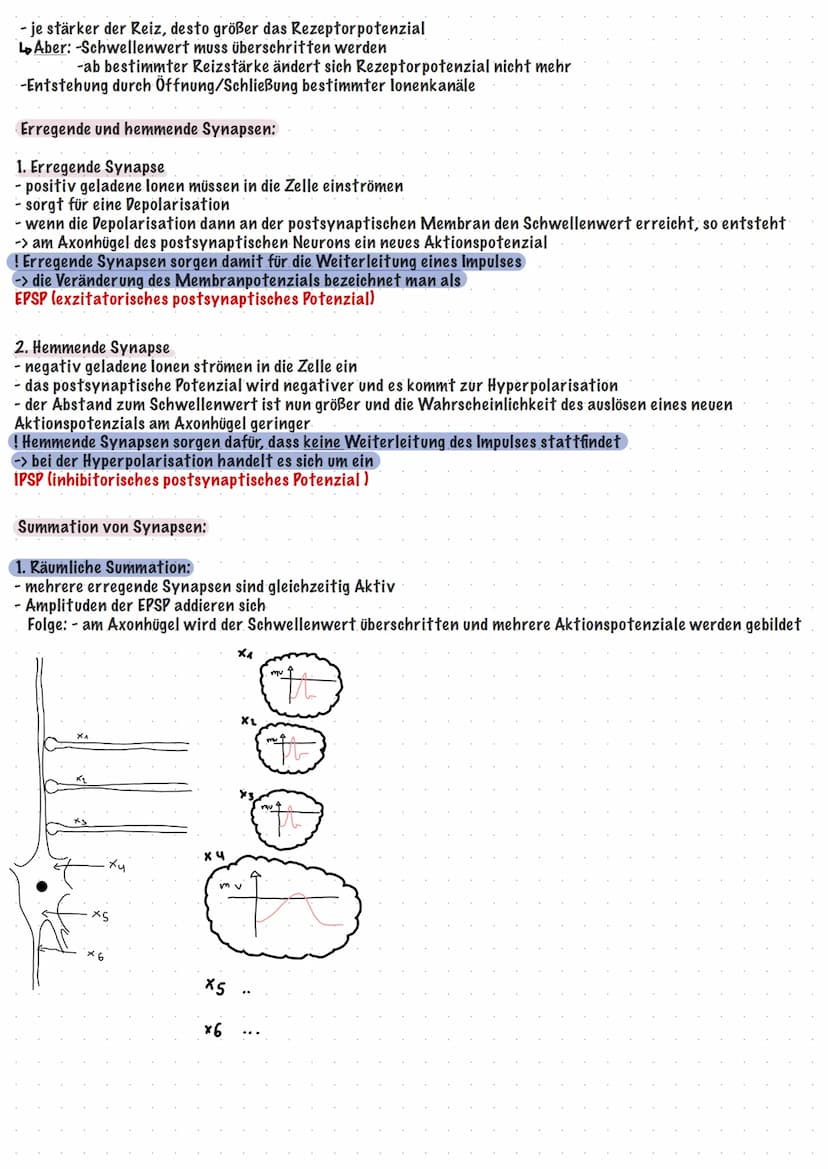 neurobiologie Klayst
Klausur
Reiz-Reaktions- Schema:
Sensatorischer Nerv
leitet Erregungen
zum ZNS
Sinneszellen
produzieren
Erregungen
Bau u