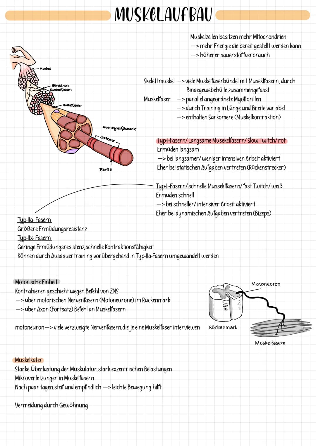 -Muskel
Bündel von
Muskelfasern
Muskelfaser
MUSKELAUFBAU
Aktin Hyasintamente
Sarkoner
Fibrille
Skelettmuskel ->viele Muskelfaserbündel mit M