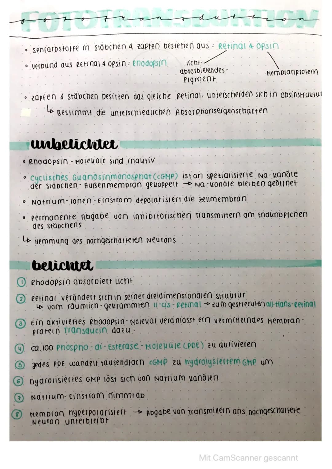 an
0
ممسسه
• senfarbstoffe in stöbchen 4 zapfen bestehen aus: Retinal 4 Opsin
verbund aus eetinal 4 opsin: enodopsin.
licht.
absorbierendes-