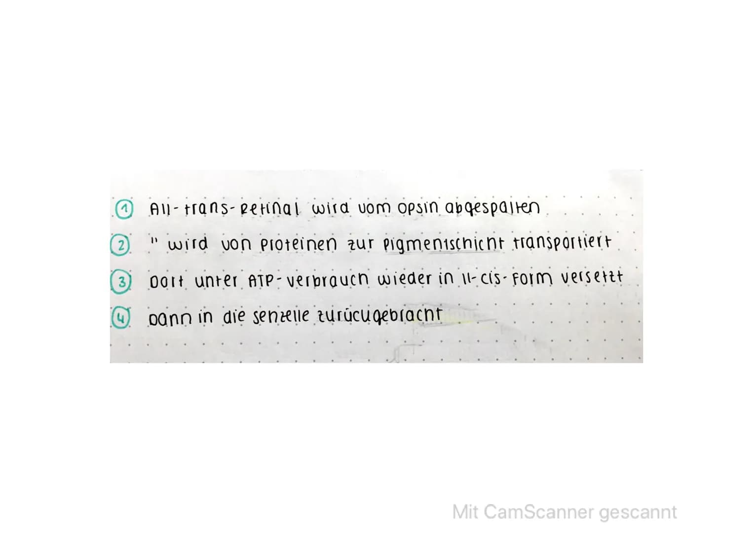 an
0
ممسسه
• senfarbstoffe in stöbchen 4 zapfen bestehen aus: Retinal 4 Opsin
verbund aus eetinal 4 opsin: enodopsin.
licht.
absorbierendes-
