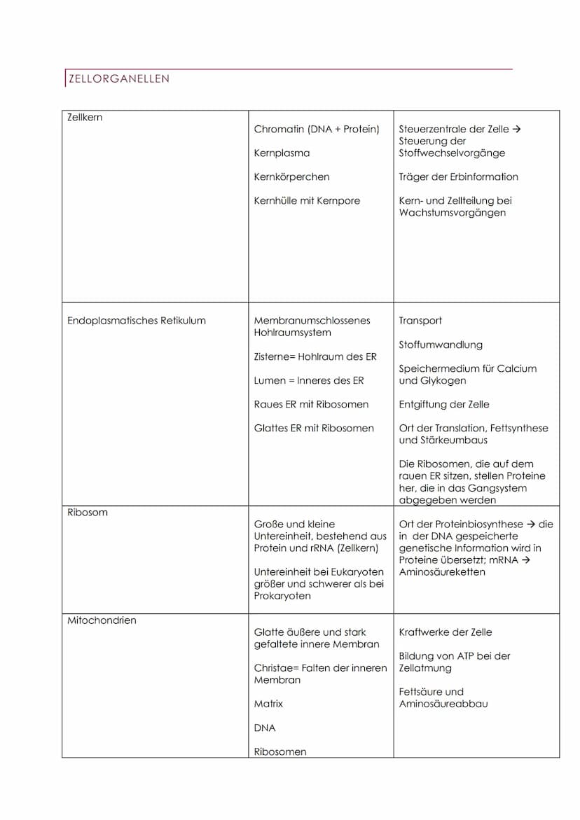 ZYTOLOGIE ABITUR
Zellen gehen immer aus Zellen hervor
Sie enthalten genetisches Material und benötigen Energie
PROKARYOTEN (ZELLEN OHNE ZELL