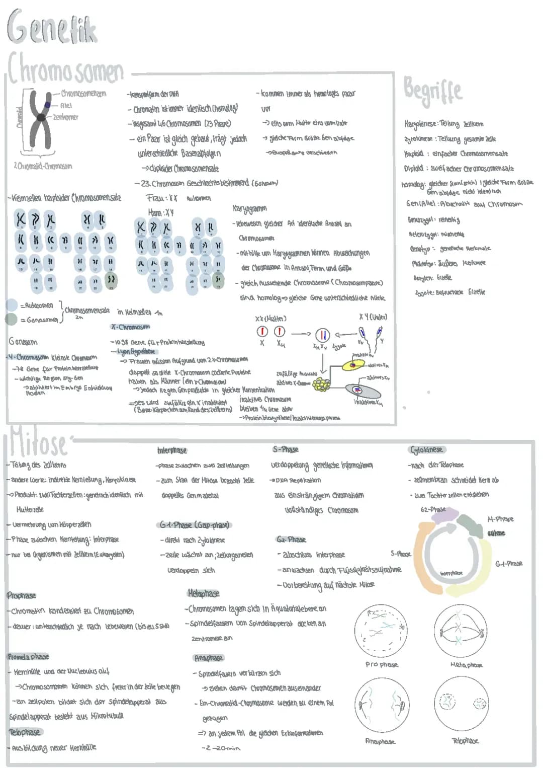 Lernzettel Genetik