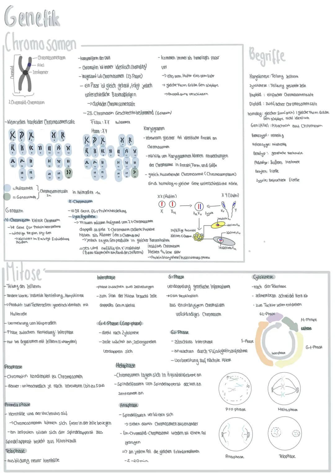 Genetik
Chromosomen
-Chromosomenarm
Chorald
-Alel
-Zentromer
2 Chromalid-Chiomosom
-Keimzellen haploider Chromosomen satz
как
28 12
}(
JL 11