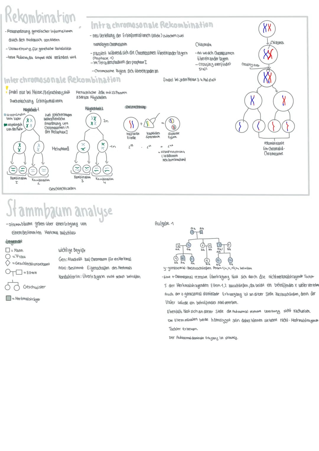 Genetik
Chromosomen
-Chromosomenarm
Chorald
-Alel
-Zentromer
2 Chromalid-Chiomosom
-Keimzellen haploider Chromosomen satz
как
28 12
}(
JL 11