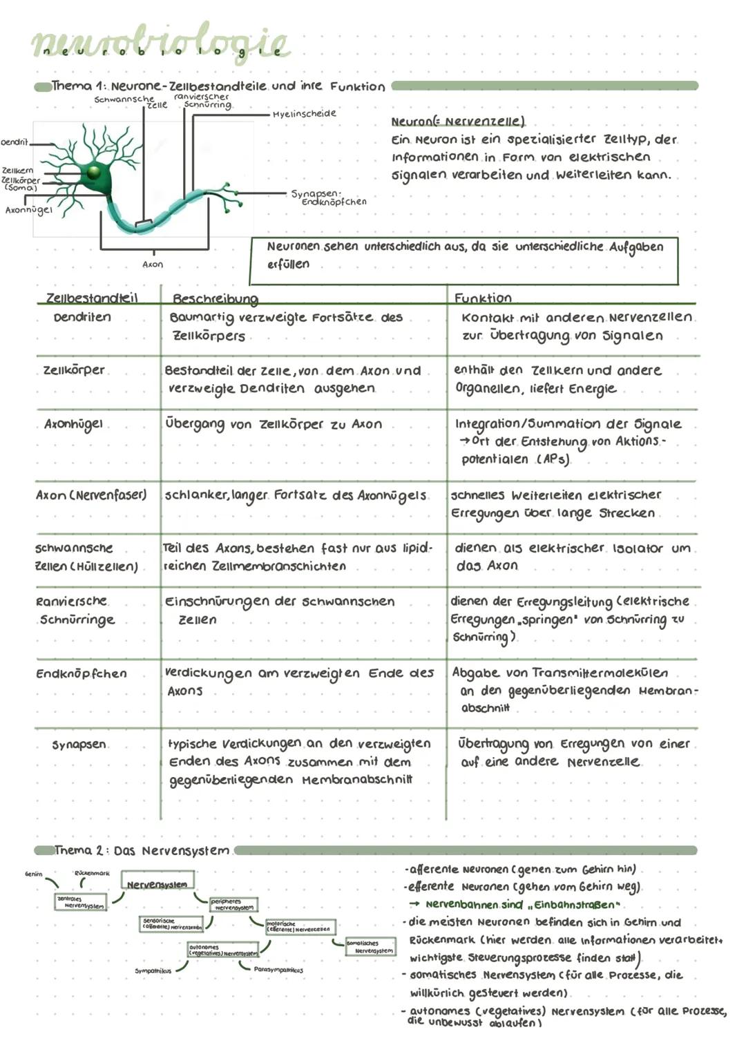 # neurobiologie

Dendrit.
Zerkem
Ilkörper
Soma)
Axonnügel

Thema 1: Neurone-Zellbestandteile und inre Funktion
Schwannsche ranvierscher
Zell