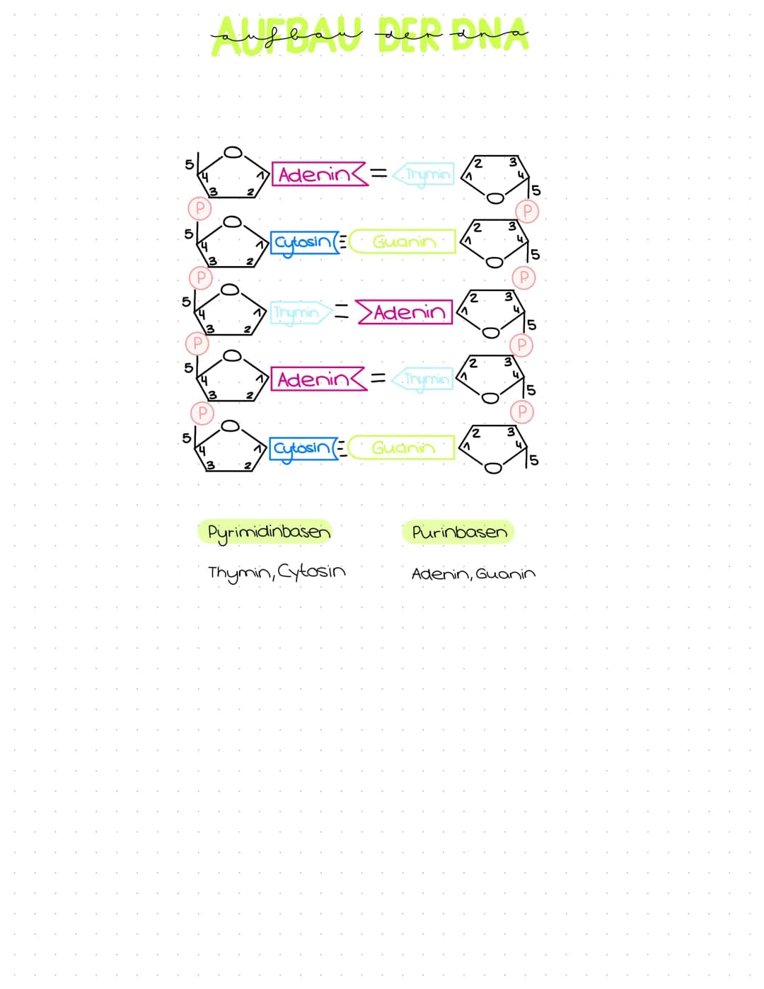 5
5
Р
مد سعد سمفهمة
3
Adenin=
Cytosin (E
(Thymin].
Thymin Adenin
Cytosin
Guanin
Adenin= Thyming
Pyrimidinbasen
Thymin, Cytosin
Guanin
2
/2
P