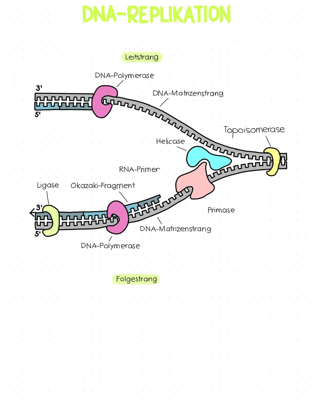 5
5
Р
مد سعد سمفهمة
3
Adenin=
Cytosin (E
(Thymin].
Thymin Adenin
Cytosin
Guanin
Adenin= Thyming
Pyrimidinbasen
Thymin, Cytosin
Guanin
2
/2
P