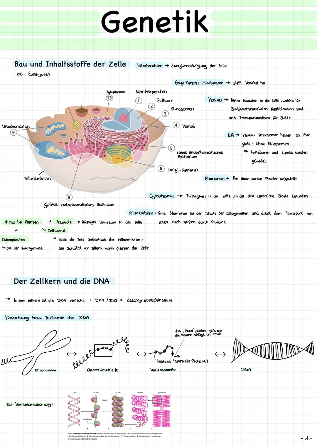 
<p>Die Mitochondrien sind die Kraftwerke der Zelle. Sie haben eine wichtige Funktion bei der Energieversorgung der Zelle. Die Mitochondrien