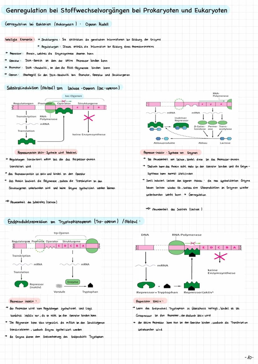 
<p>Die Mitochondrien sind die Kraftwerke der Zelle. Sie haben eine wichtige Funktion bei der Energieversorgung der Zelle. Die Mitochondrien