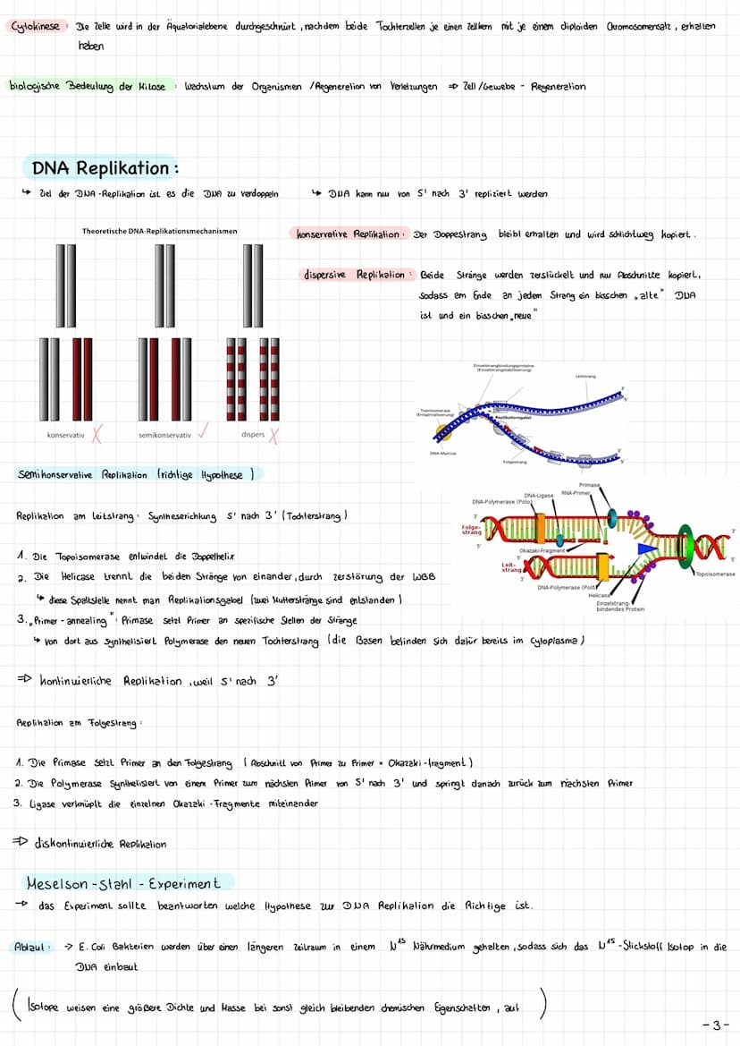 
<p>Die Mitochondrien sind die Kraftwerke der Zelle. Sie haben eine wichtige Funktion bei der Energieversorgung der Zelle. Die Mitochondrien