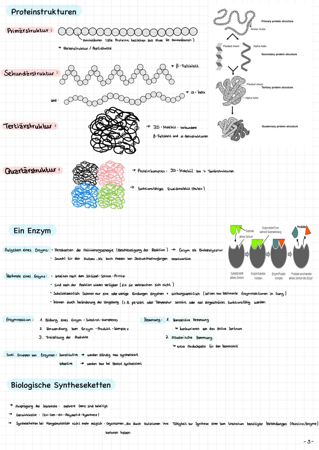 
<p>Die Mitochondrien sind die Kraftwerke der Zelle. Sie haben eine wichtige Funktion bei der Energieversorgung der Zelle. Die Mitochondrien