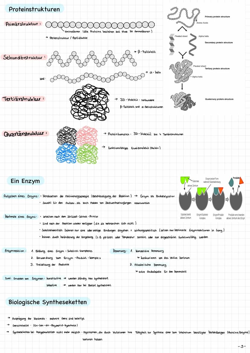 
<p>Die Mitochondrien sind die Kraftwerke der Zelle. Sie haben eine wichtige Funktion bei der Energieversorgung der Zelle. Die Mitochondrien