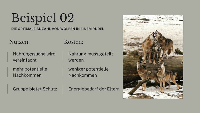 Kosten-Nutzen-
Analysen
Joëlle Kaste
↑ Inhalt
01
REPRODUKTIVE FITNESS UND
KOSTEN-NUTZEN-ANALYSEN
02
BEISPIEL 01 - BIENEN
03
BEISPIEL 02 MIT 