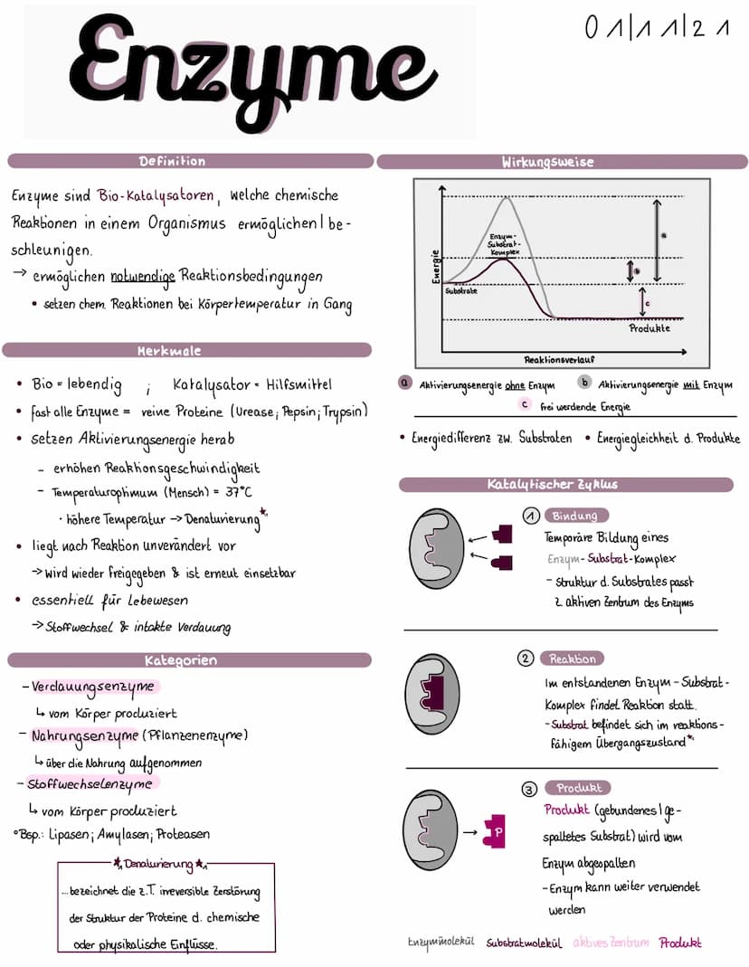 Biologie, l be
Enzyme sind Bio-Katalysatoren, welche chemische
Reaktionen in einem Organismus ermöglichen 11
schleunigen.
●
●
Enzyme
●
Defin