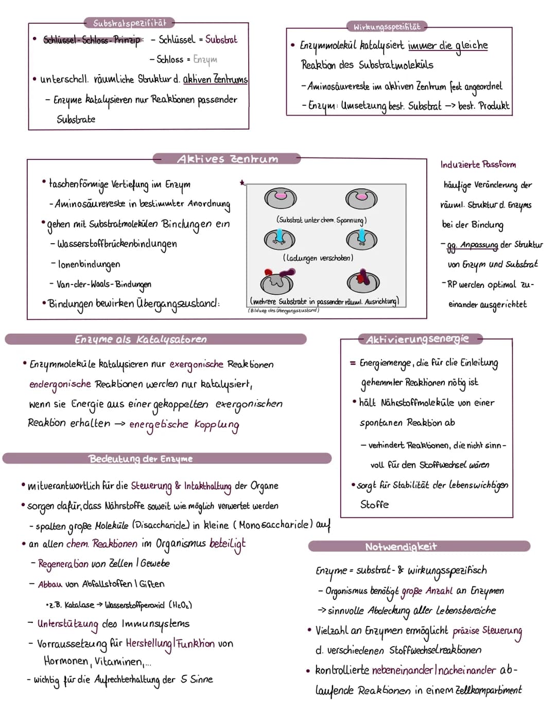Biologie, l be
Enzyme sind Bio-Katalysatoren, welche chemische
Reaktionen in einem Organismus ermöglichen 11
schleunigen.
●
●
Enzyme
●
Defin