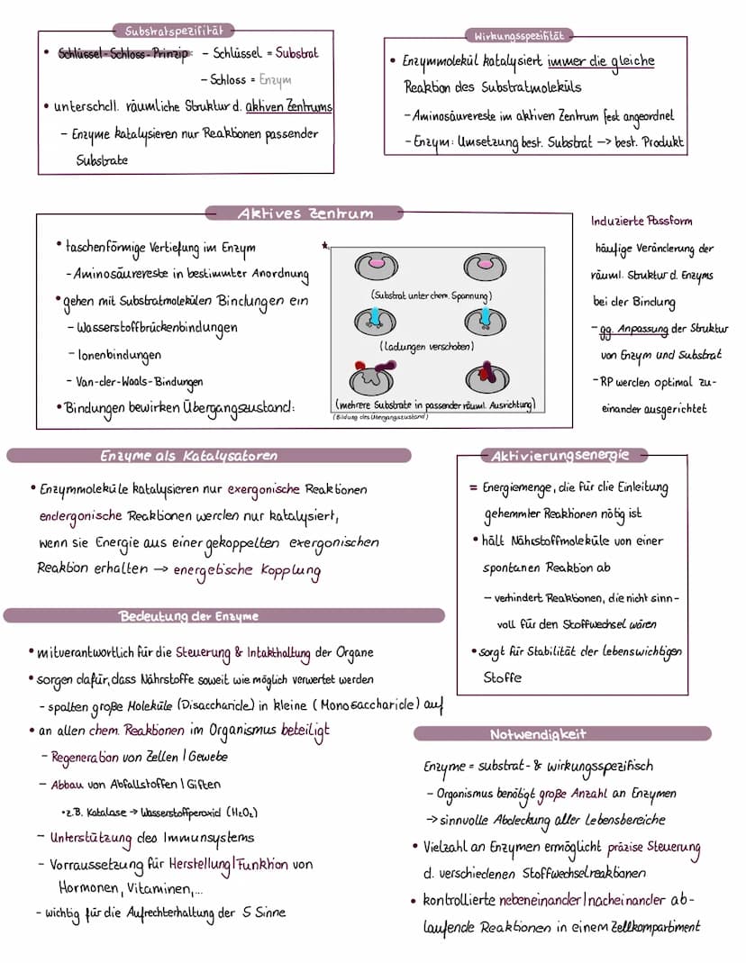 Biologie, l be
Enzyme sind Bio-Katalysatoren, welche chemische
Reaktionen in einem Organismus ermöglichen 11
schleunigen.
●
●
Enzyme
●
Defin