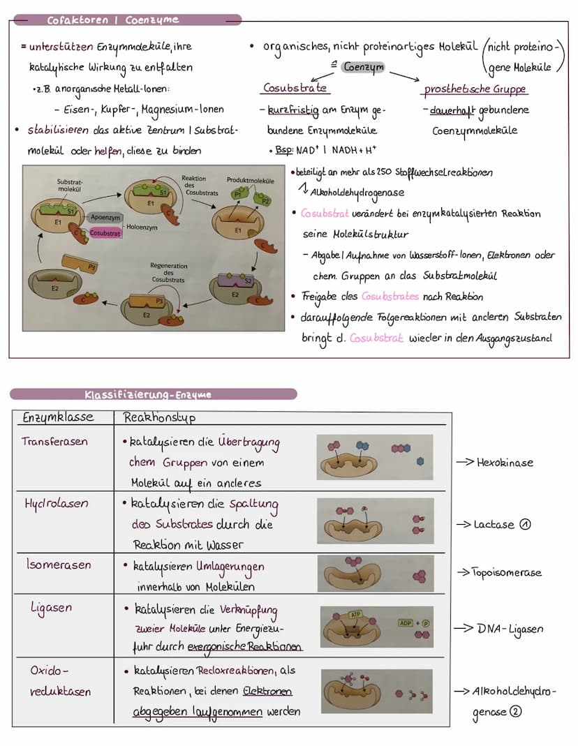 Biologie, l be
Enzyme sind Bio-Katalysatoren, welche chemische
Reaktionen in einem Organismus ermöglichen 11
schleunigen.
●
●
Enzyme
●
Defin
