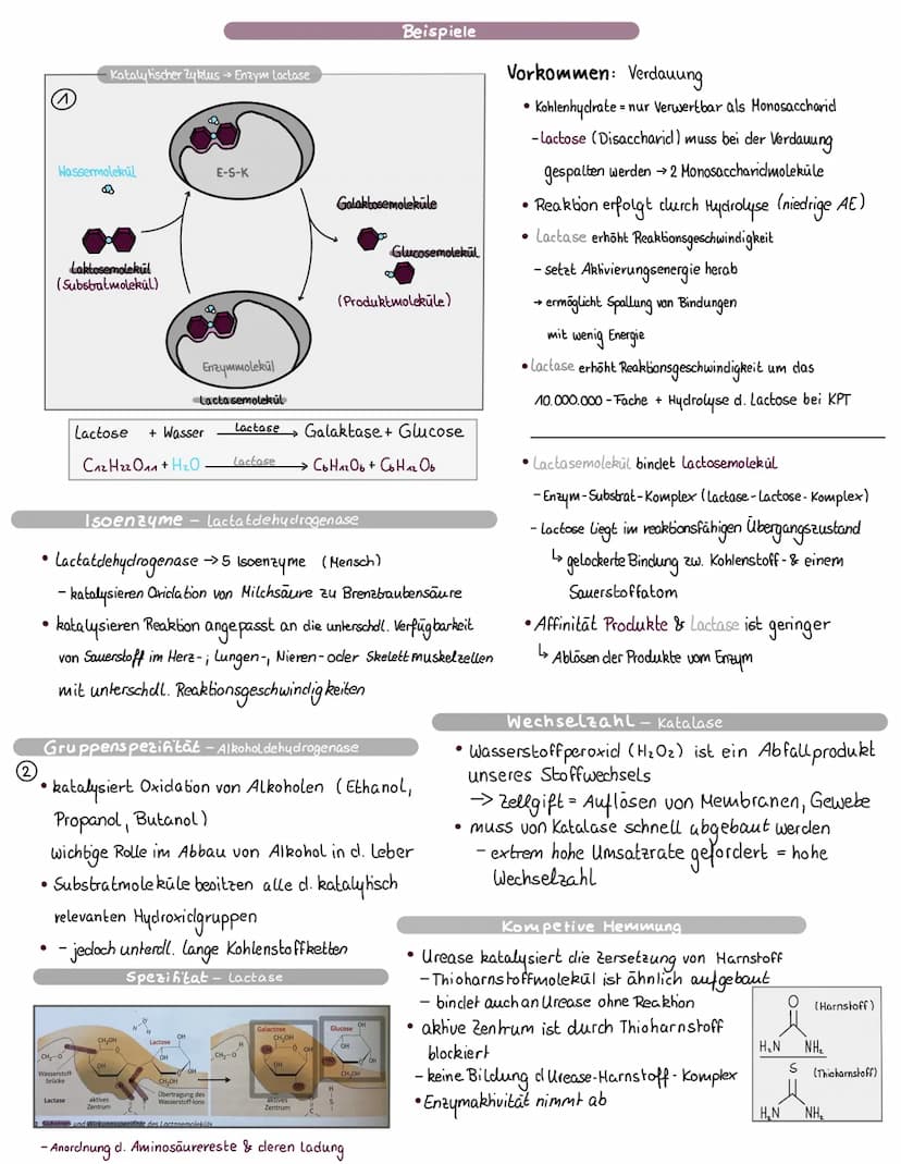 Biologie, l be
Enzyme sind Bio-Katalysatoren, welche chemische
Reaktionen in einem Organismus ermöglichen 11
schleunigen.
●
●
Enzyme
●
Defin