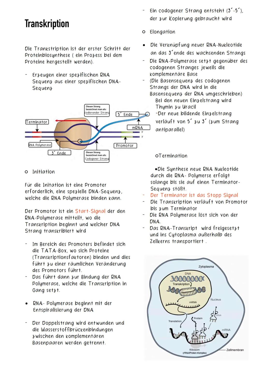 Transkription
Die Trankstription ist der erster Schritt der
Proteinbiosynthese ( ein Prozess bei dem
Proteine hergestellt werden).
Erzeugen 