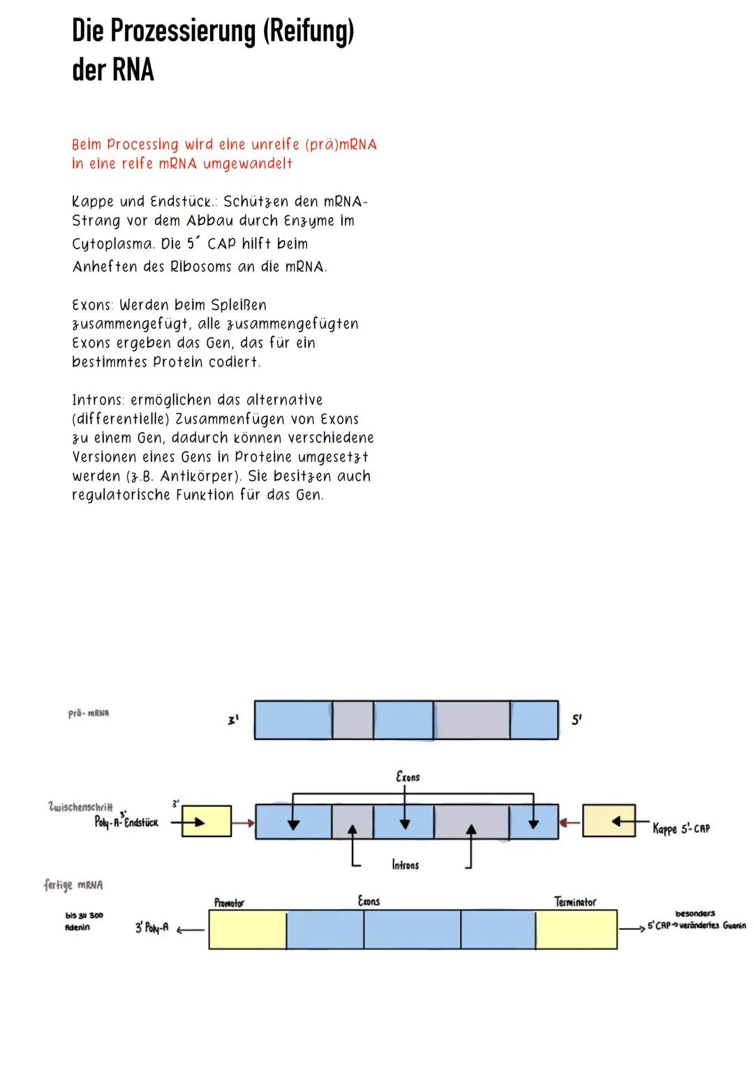 Transkription
Die Trankstription ist der erster Schritt der
Proteinbiosynthese ( ein Prozess bei dem
Proteine hergestellt werden).
Erzeugen 